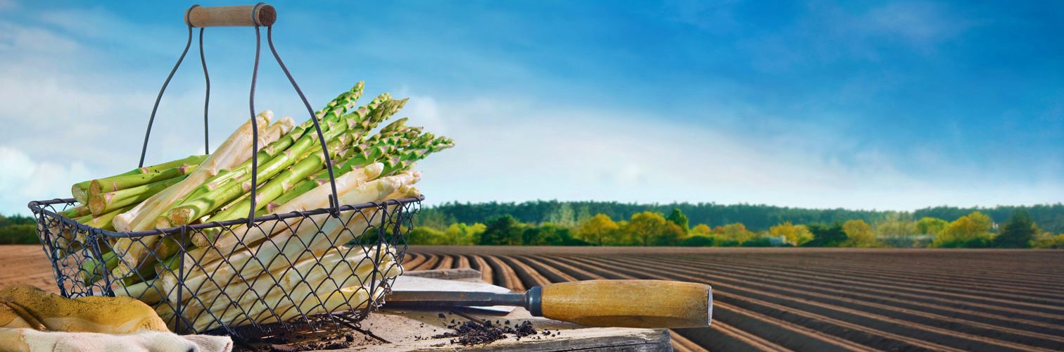 Feiner Delbrücker Spargel von Spargel Sprenger in Delbrück