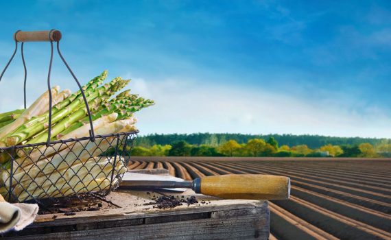 Feiner Delbrücker Spargel von Spargel Sprenger in Delbrück